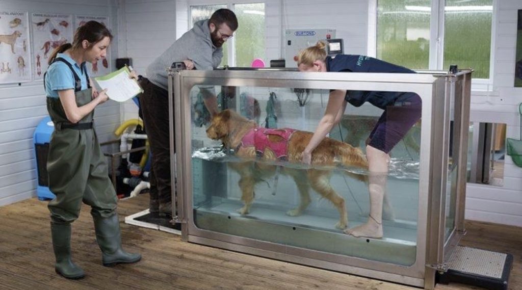Animal Hydrotherapy