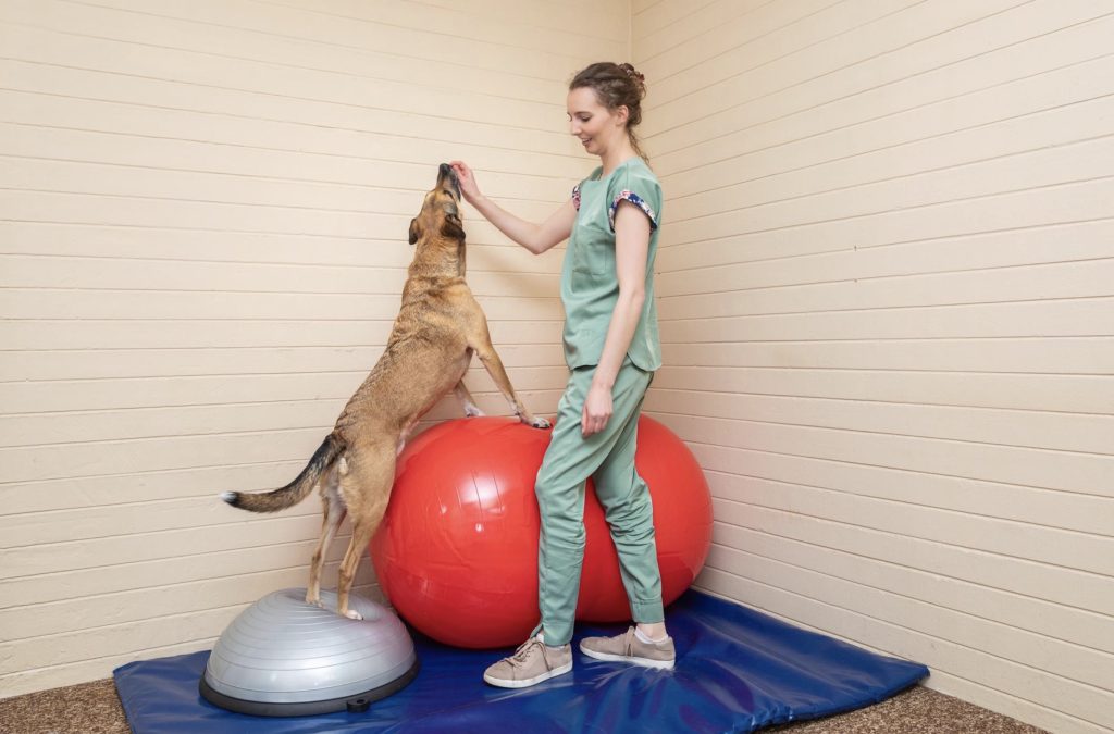Canine conditioning