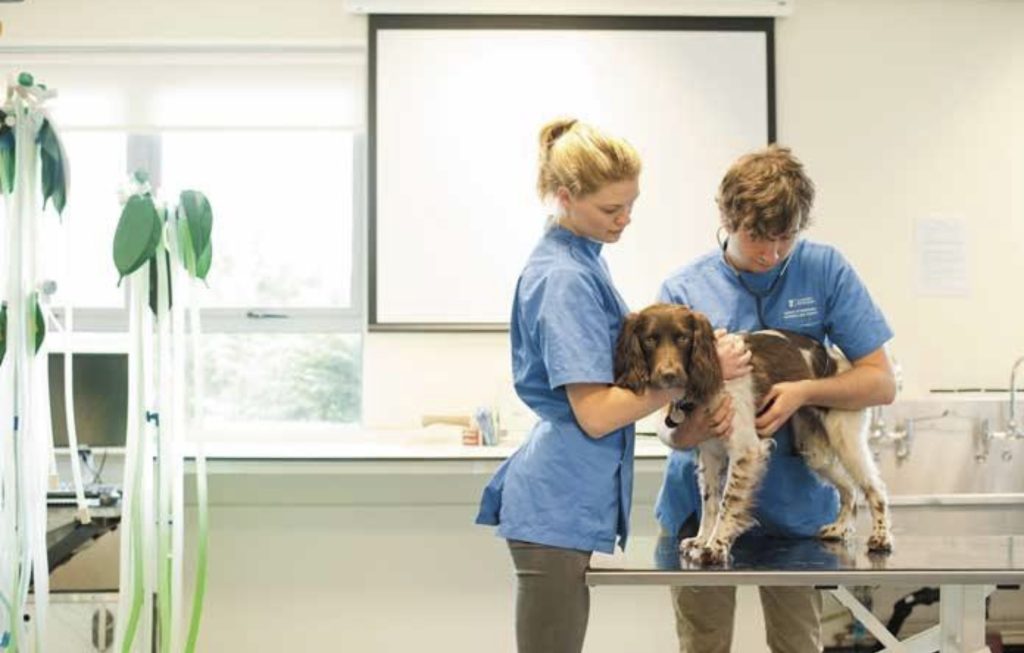 Animal Rehabilitation