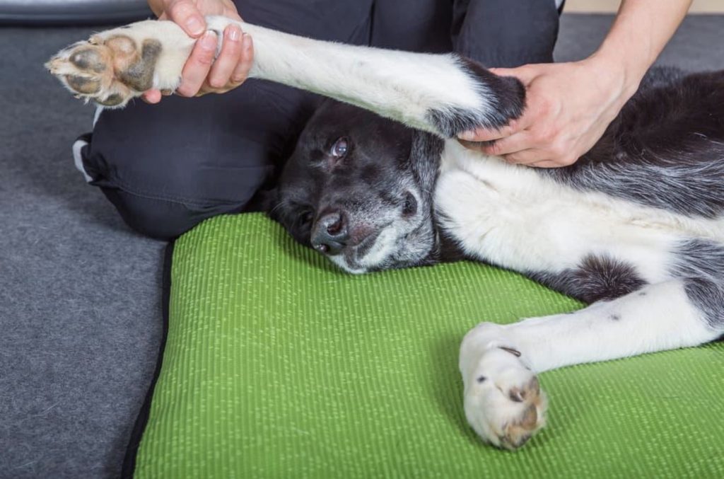 Animal Physiotherapy