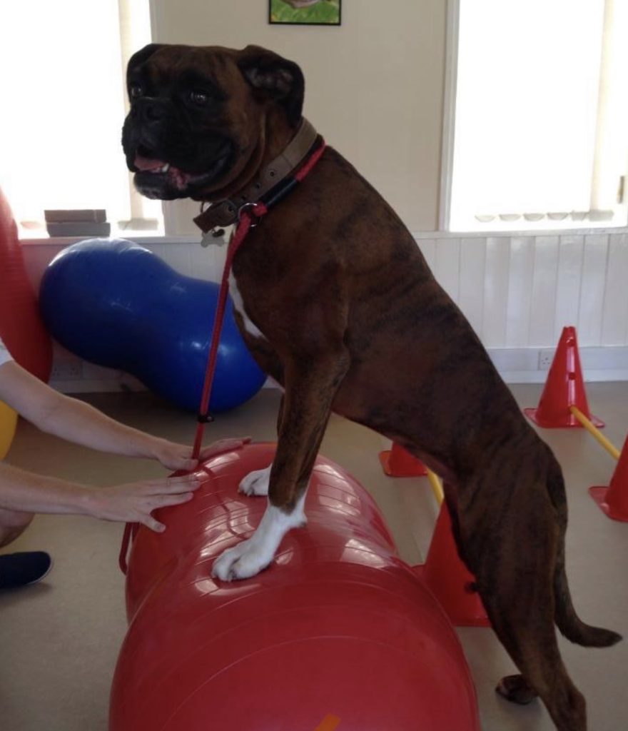 Canine conditioning training