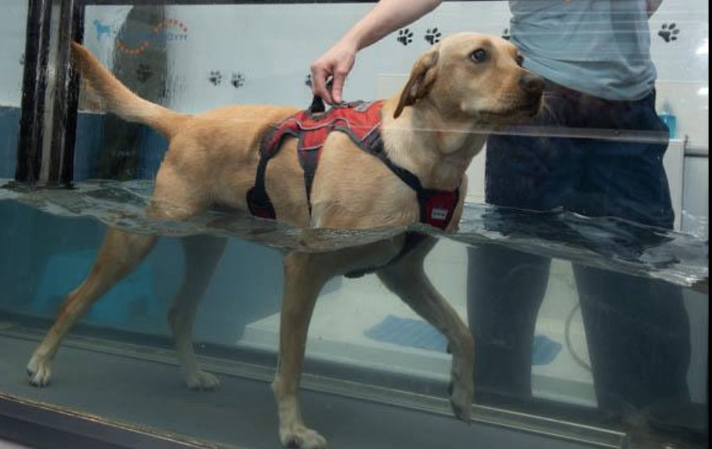 Dog Hydrotherapy