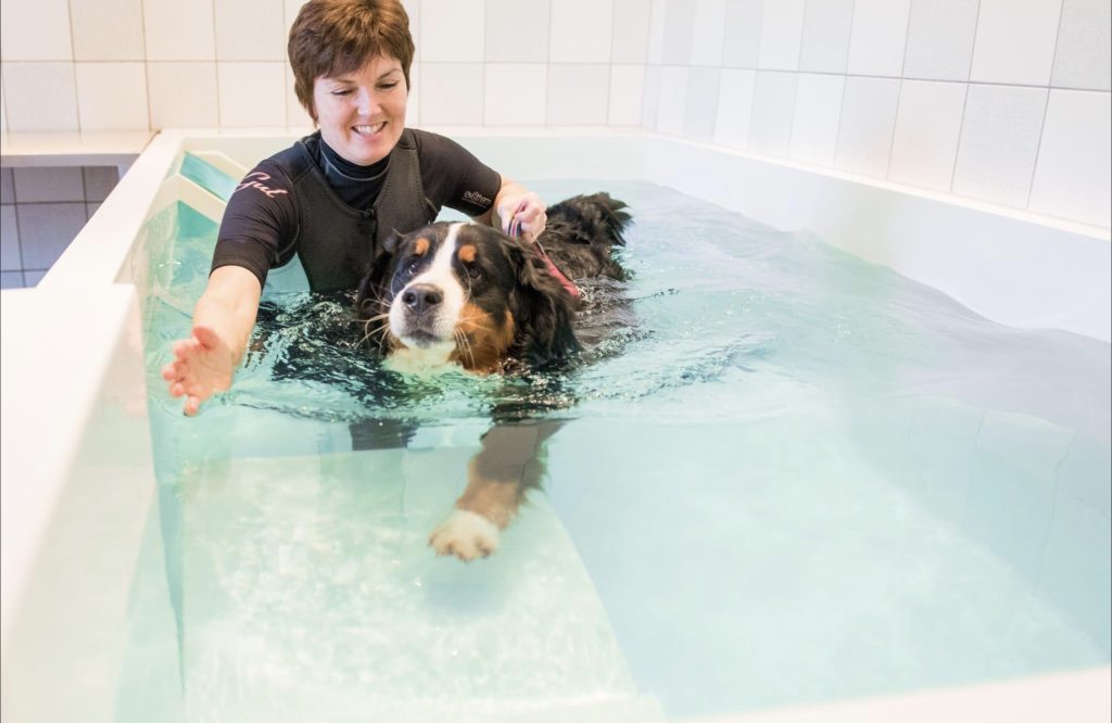 Animal Hydrotherapy