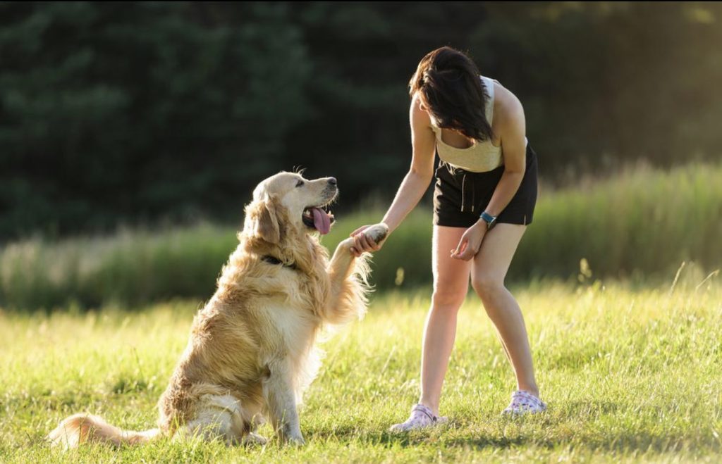 Animal behaviour therapy