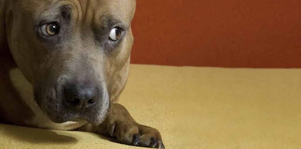 Animal behaviour therapy